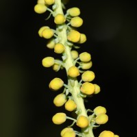 Berberis napaulensis (DC.) Spreng.
